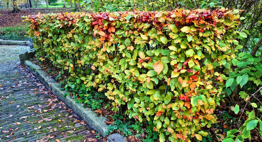 Hedge trimming and pruning