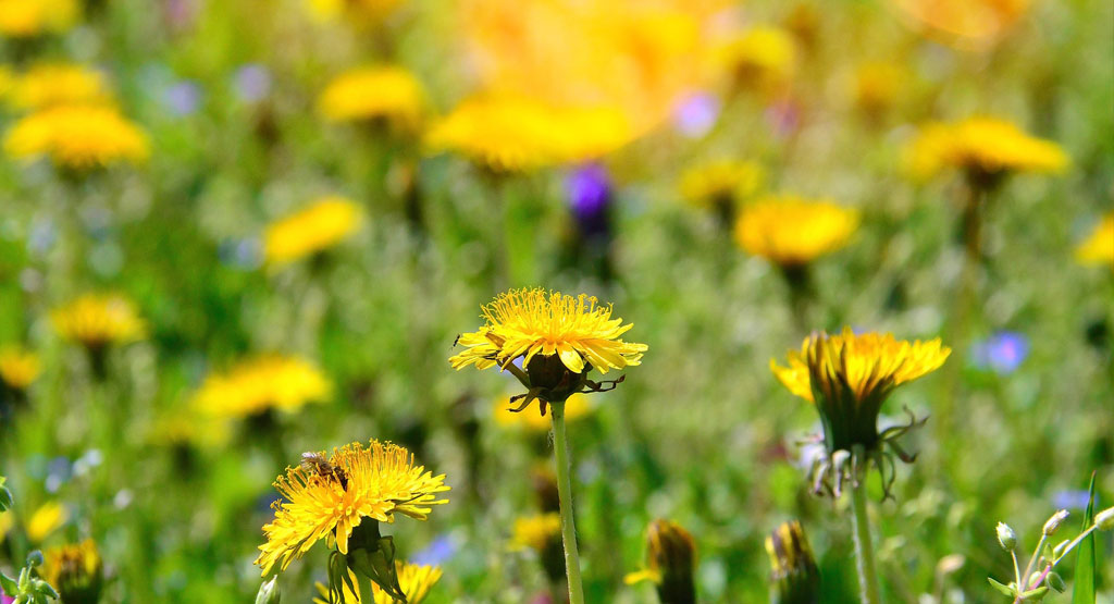Gardening on a Budget